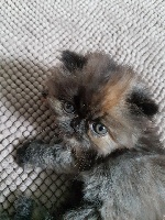 CHATON PERSAN BLACK TORTIE