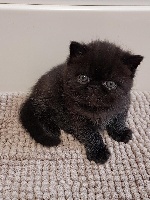 CHATON EXOTIC SHORTHAIR NOIR