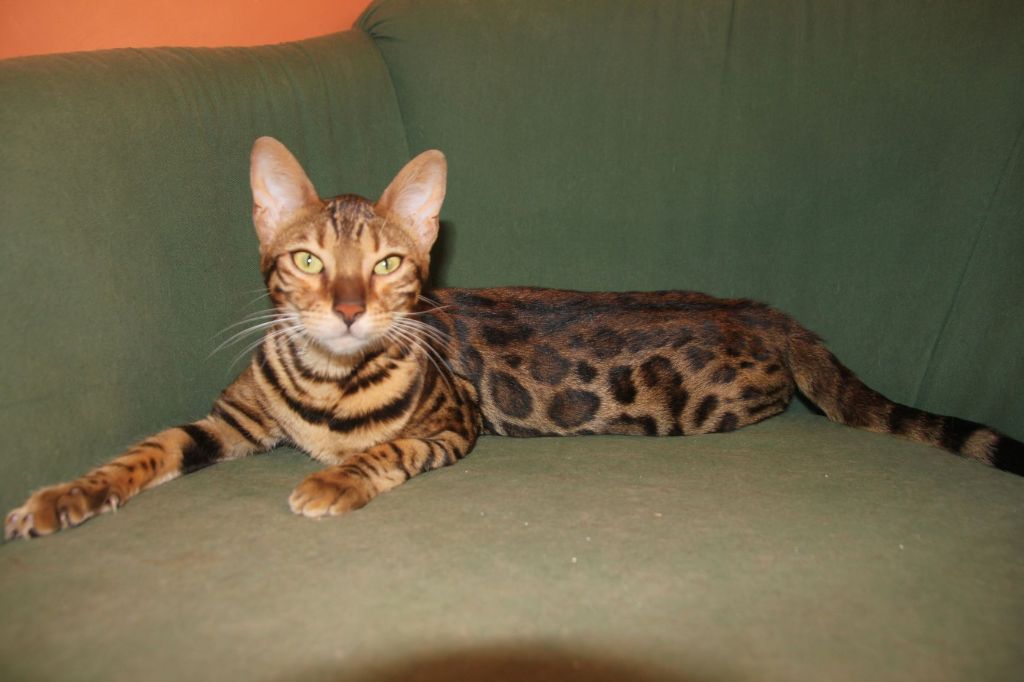 éleveur de chat bengal