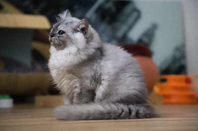 Of British Archanges - Chaton disponible  - British Shorthair et Longhair