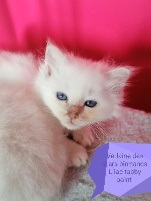 CHATON - Sacré de Birmanie