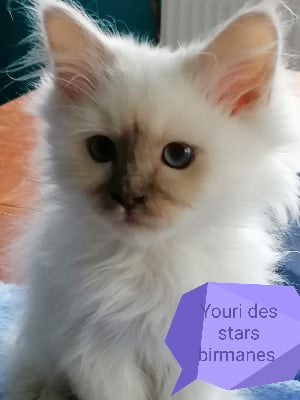 CHATON - Sacré de Birmanie