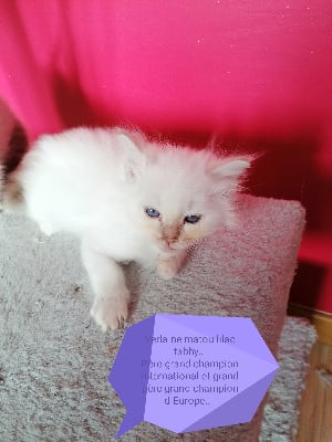 des stars birmanes - Chaton disponible  - Sacré de Birmanie