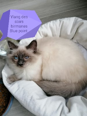 des stars birmanes - Chaton disponible  - Sacré de Birmanie