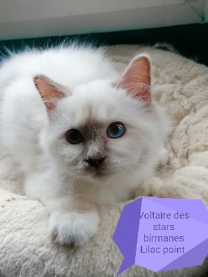 CHATON - Sacré de Birmanie