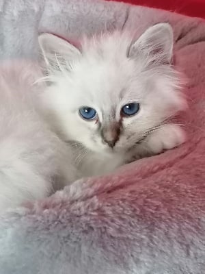 CHATON - Sacré de Birmanie