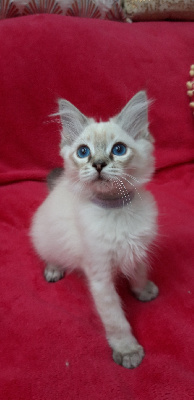 De Rosencat Virna - Chaton disponible  - Ragdoll