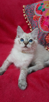 De Rosencat Virna - Chaton disponible  - Ragdoll