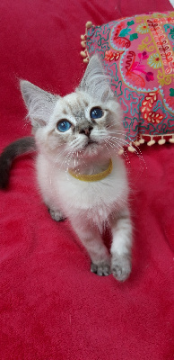 De Rosencat Virna - Chaton disponible  - Ragdoll