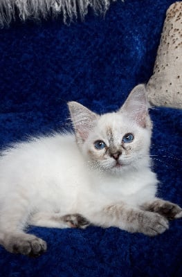 De Rosencat Virna - Chaton disponible  - Ragdoll