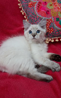 De Rosencat Virna - Chaton disponible  - Ragdoll