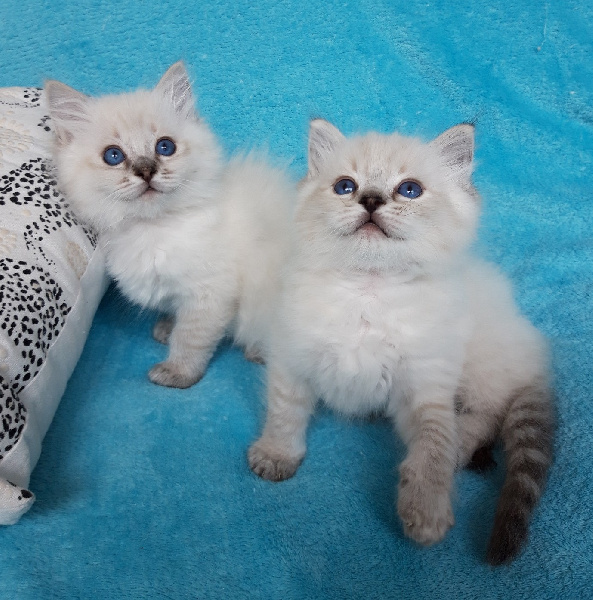 chaton Ragdoll De Rosencat Virna