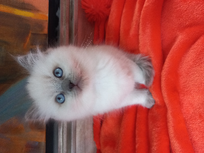 De La Vanda Blue Magic - Chaton disponible  - Ragdoll