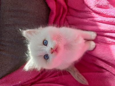 De La Vanda Blue Magic - Chaton disponible  - Ragdoll