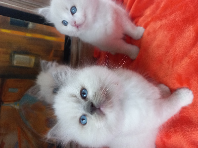 De La Vanda Blue Magic - Chaton disponible  - Ragdoll