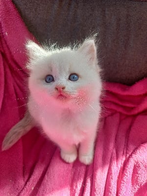 De La Vanda Blue Magic - Chaton disponible  - Ragdoll