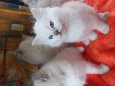 De La Vanda Blue Magic - Chaton disponible  - Ragdoll