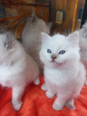 De La Vanda Blue Magic - Chaton disponible  - Ragdoll