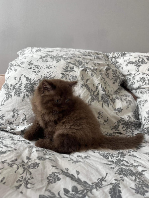 An Arvorcat's - Chaton disponible  - British Shorthair et Longhair