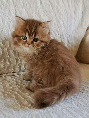 De British Baccara - Chaton disponible  - British Shorthair et Longhair