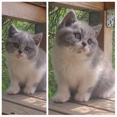 Mdg - Chaton disponible  - British Shorthair et Longhair