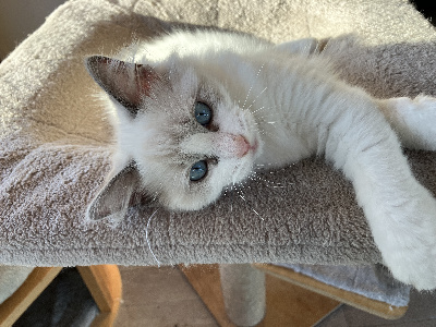 Du Clos Des Hallates - Chaton disponible  - Ragdoll