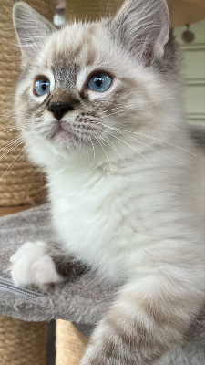 Du Clos Des Hallates - Chaton disponible  - Ragdoll