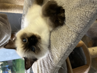 Du Clos Des Hallates - Chaton disponible  - Ragdoll