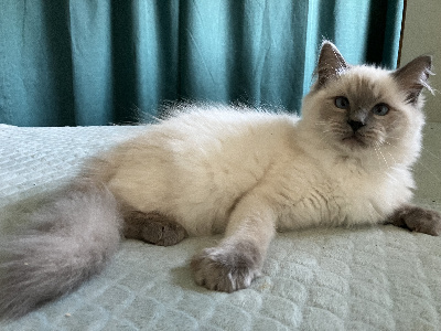 Du Clos Des Hallates - Chaton disponible  - Ragdoll