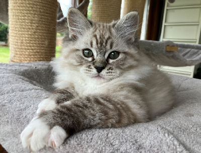 Du Clos Des Hallates - Chaton disponible  - Ragdoll