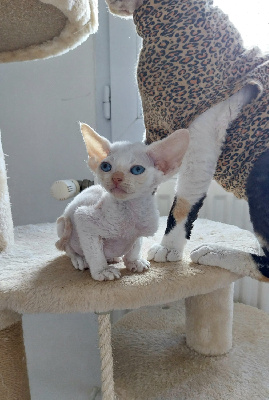 My Adèl' Carr - Chaton disponible  - Devon Rex