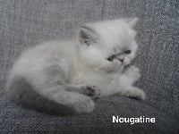 Nougatine