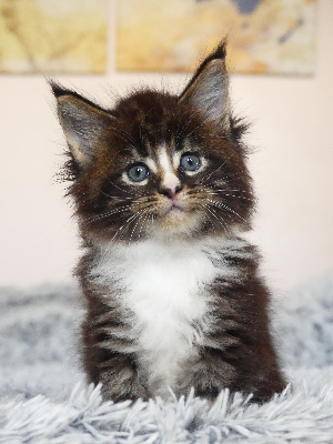 ZEPHYR - Maine Coon