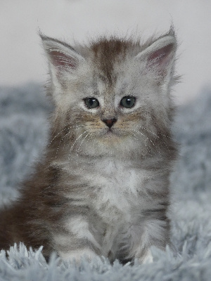 Of Wild Kingdom - Chaton disponible  - Maine Coon