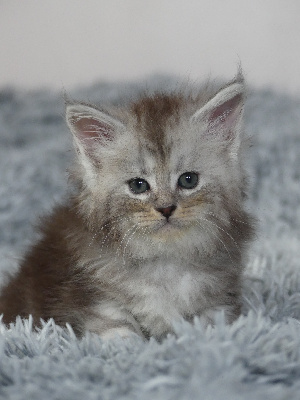 VIGNETTE - Maine Coon