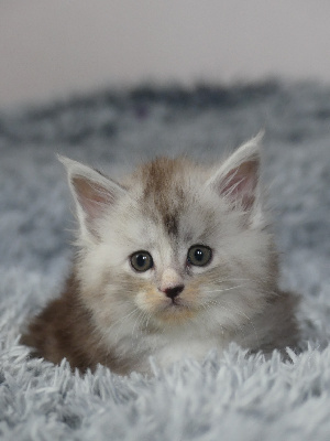 WINNIE - Maine Coon