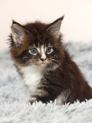 ZEPHYR - Maine Coon