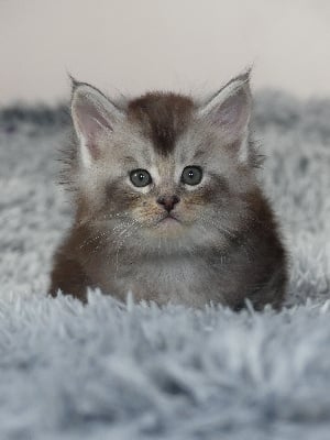 ZEBULON - Maine Coon