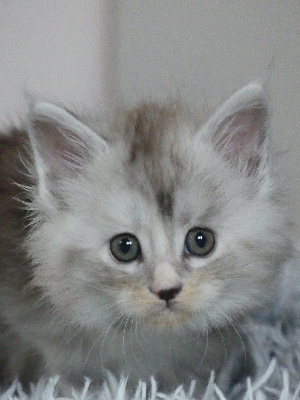 Of Wild Kingdom - Chaton disponible  - Maine Coon