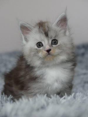 WINNIE - Maine Coon