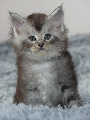 ZEBULON - Maine Coon