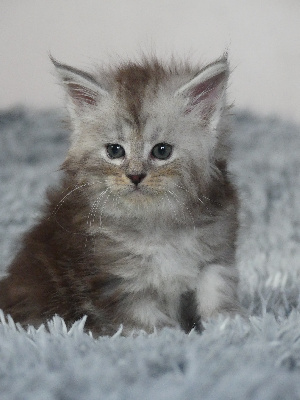 VIGNETTE - Maine Coon