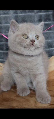 Du Bois D'Aurora - Chaton disponible  - British Shorthair et Longhair