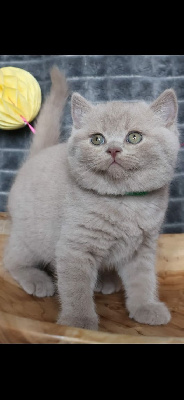 Du Bois D'Aurora - Chaton disponible  - British Shorthair et Longhair