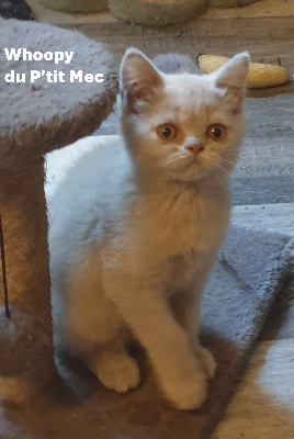 Du P'tit Mec - Chaton disponible  - British Shorthair et Longhair