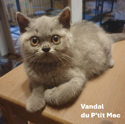 Du P'tit Mec - Chaton disponible  - British Shorthair et Longhair