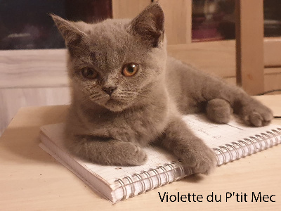 Du P'tit Mec - Chaton disponible  - British Shorthair et Longhair