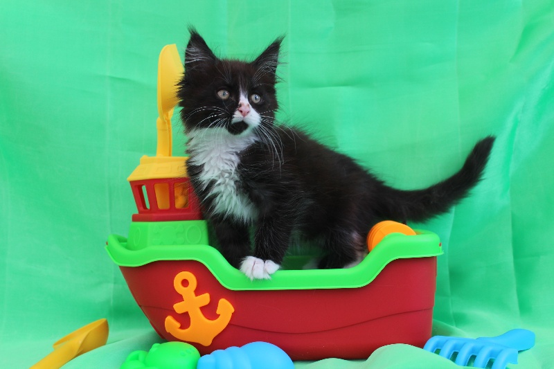 Chaton Maine Coon Male Disponible En Hauts De France 59 Nord Toutes Les Portees Les Chatons De Race Les Eleveurs Et Chats De Race Sont Sur Chats De France Com