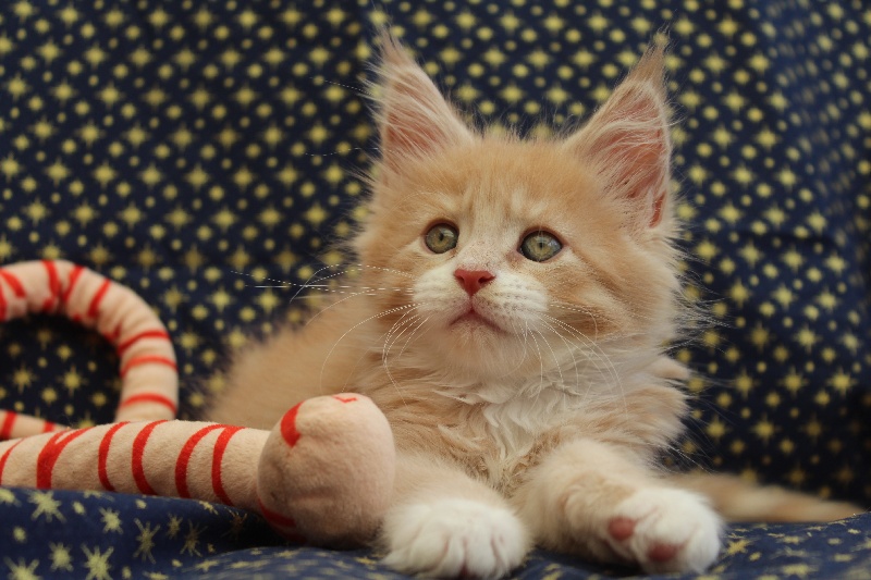 Chaton Maine Coon Male Disponible En Hauts De France 59 Nord Toutes Les Portees Les Chatons De Race Les Eleveurs Et Chats De Race Sont Sur Chats De France Com