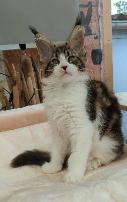 Kallisté Divine - Chaton disponible  - Maine Coon